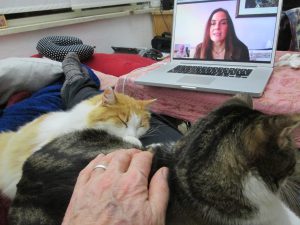 A person's hand touching cats, all watching the computer screen