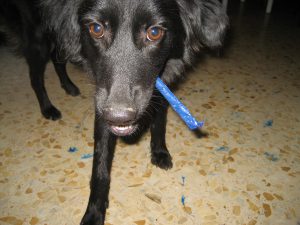 Dog with blue pencil in her mouth