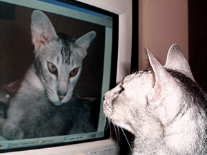 A cat sees herself on a computer screen