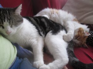 2 cats embracing each other near a sitting person