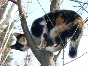 black-white-red cat on tree