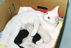 Snow-white cat nursing