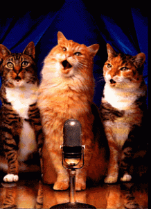3 cats sing together