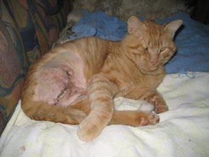 red cat with wound where the leg was taken off