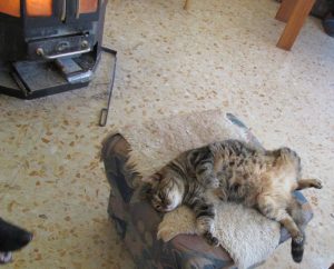 Cat Trixi near the fire