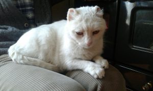 White cat with cut ears
