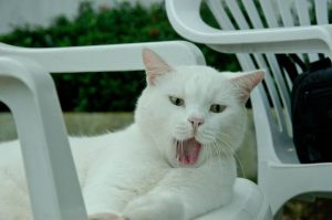 white cat on chair