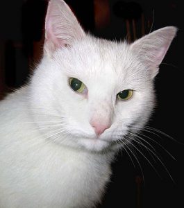 A cat resembling SnowWhite