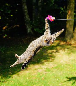 A cat jumping