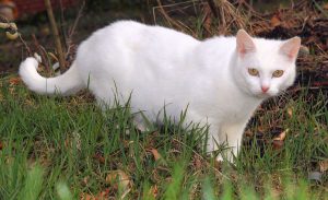 A white cat like SnowWhite