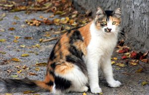 A colored cat like Arlechina