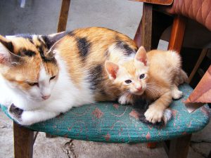 Colored cat like Princess Arlechina with a kitten