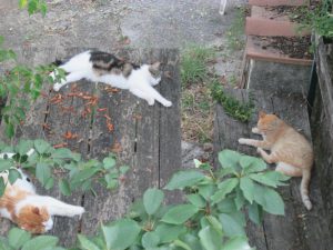 Cats taking a nap during the hot hours of the day