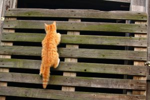 cat climbing the fence