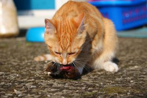 red cat eating his prey