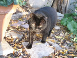Cat Fat Black in his territory
