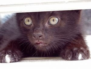 black kitten hiding under the door, watching
