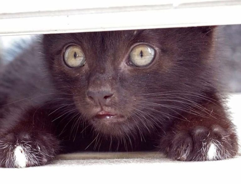 black kitten hiding under the door, watching