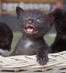 Little black kitten Backwards squeaks