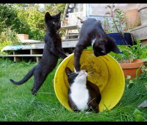 Three cats playing