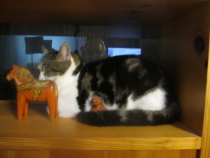 Cat Sunny on the Shelf