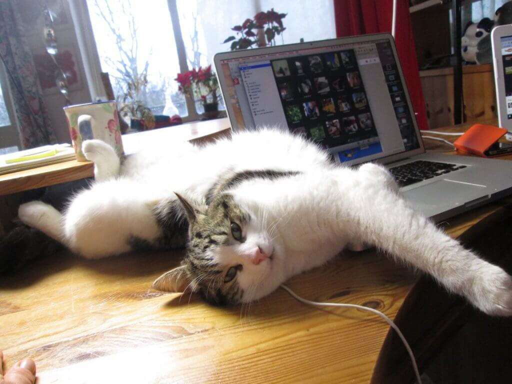 When your cat is limping what can you do? Living with cats joy