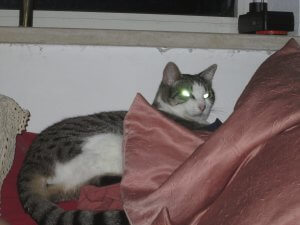Kittie the blind cat